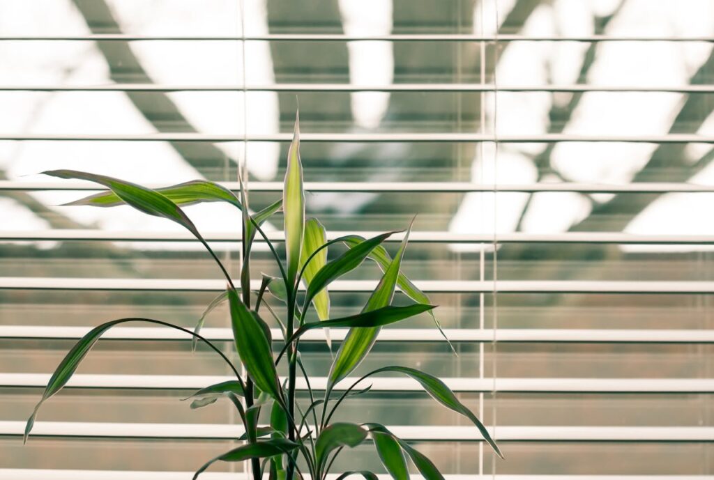 Green Leaf Plant Against White Venetian Window Blinds